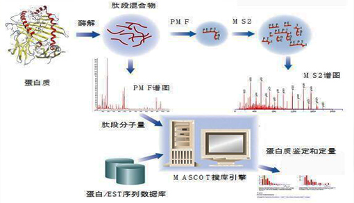 蛋白质胶点/胶条分析