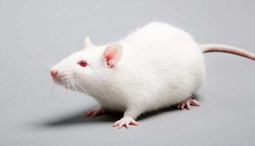肝功能衰竭(LF)大鼠模型