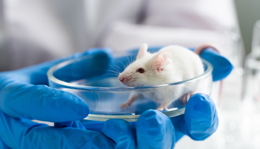 急性癫痫小鼠模型