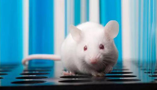 急性癫痫大鼠模型