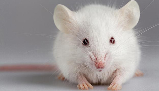 衰老症小鼠模型 Mouse Model for Sneility