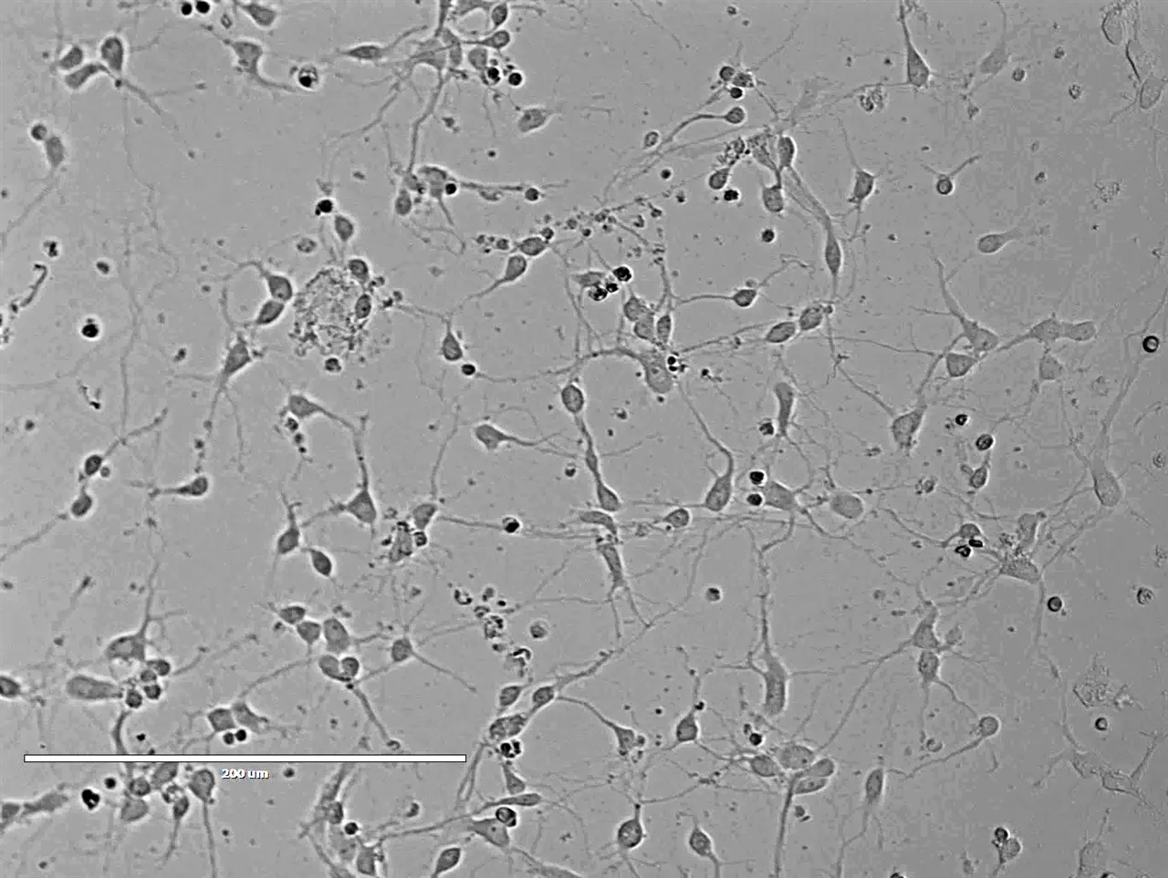 大鼠脊髓神经元细胞的分离及培养